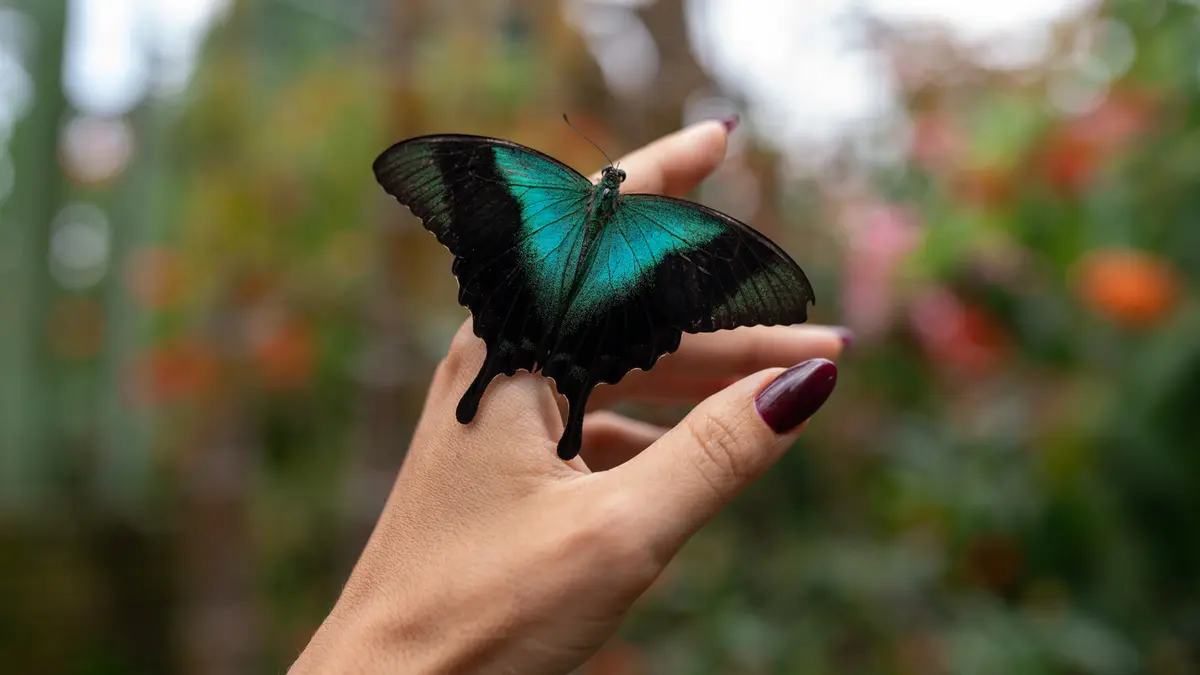 Transformă-ți grădina într-un refugiu pentru colibri și fluturi