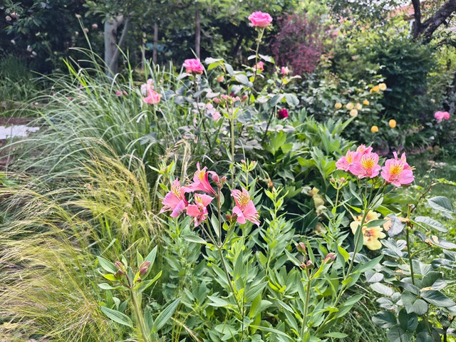 garden3.jpg