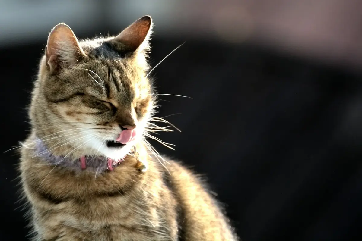 Unintentionally Torturing Your Cat? 15 Habits to Break