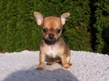 Bringing Home a Chihuahua Puppy? Here's What You Need