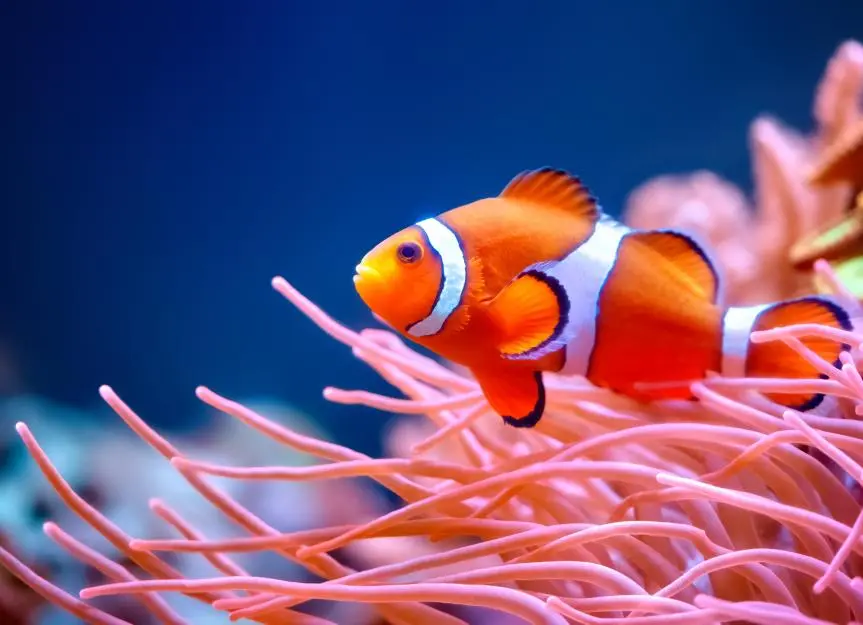 Caring for Clownfish: A Beginner's Guide