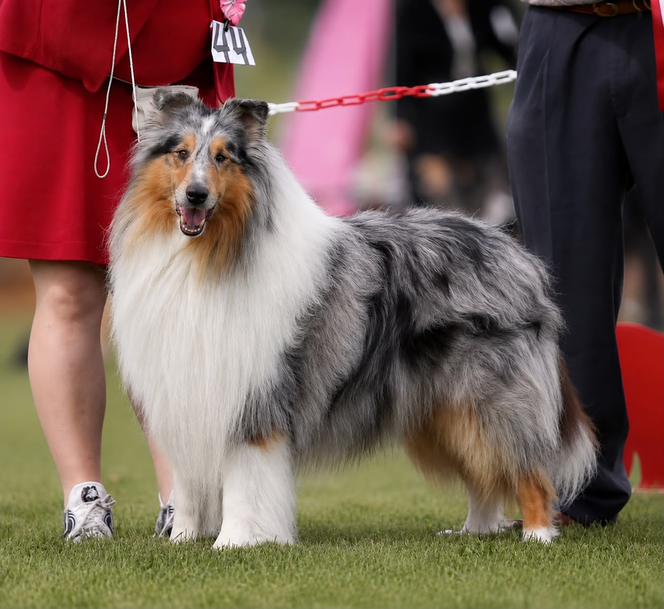 Pitk&auml;karvainen collie, Blueberry Rock Reason to Believe