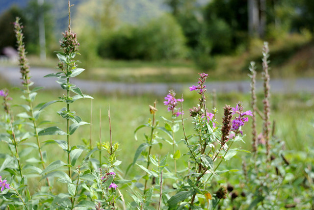DSC7166.jpg