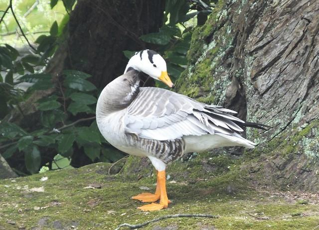 104a-Bar-Headed-Goose
