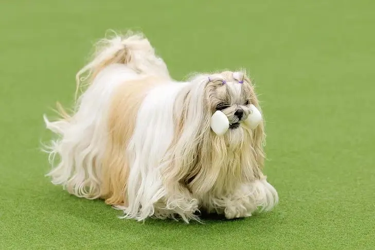 A Shih Tzu Defies Expectations With 79 Competitive Titles