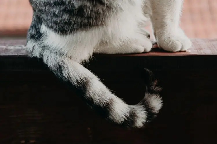 The Quirks of Cat Behavior