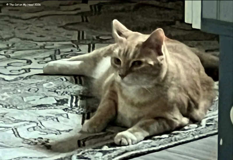 Raleigh the Cat: A Reclusive Feline's Moment in the Spotlight