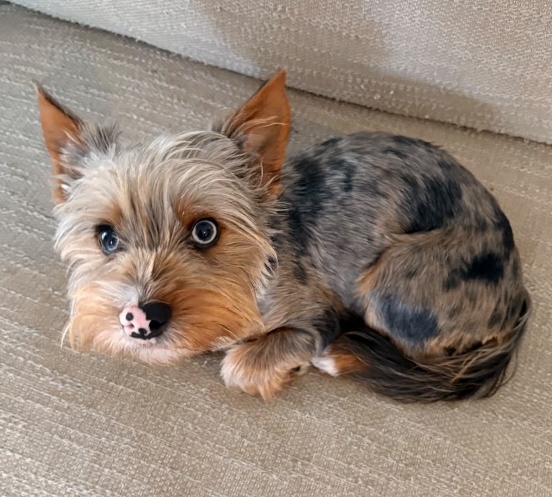 Floki the shy and timid male Yorkie rescue dog with blue eyes and a spotted nose