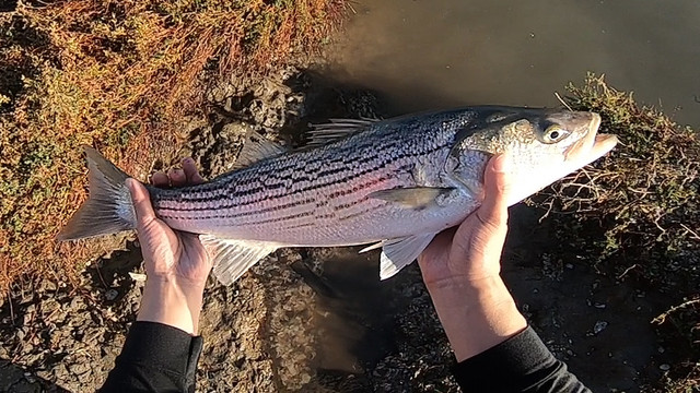 striper.jpg