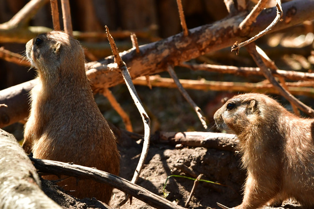 Prairie dogs at Copenhagen Zoo
