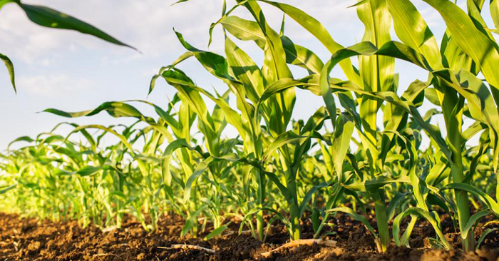 Crop Yields and Plant Health