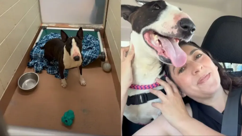Shelter Dog's Day Out Ends in Joy
