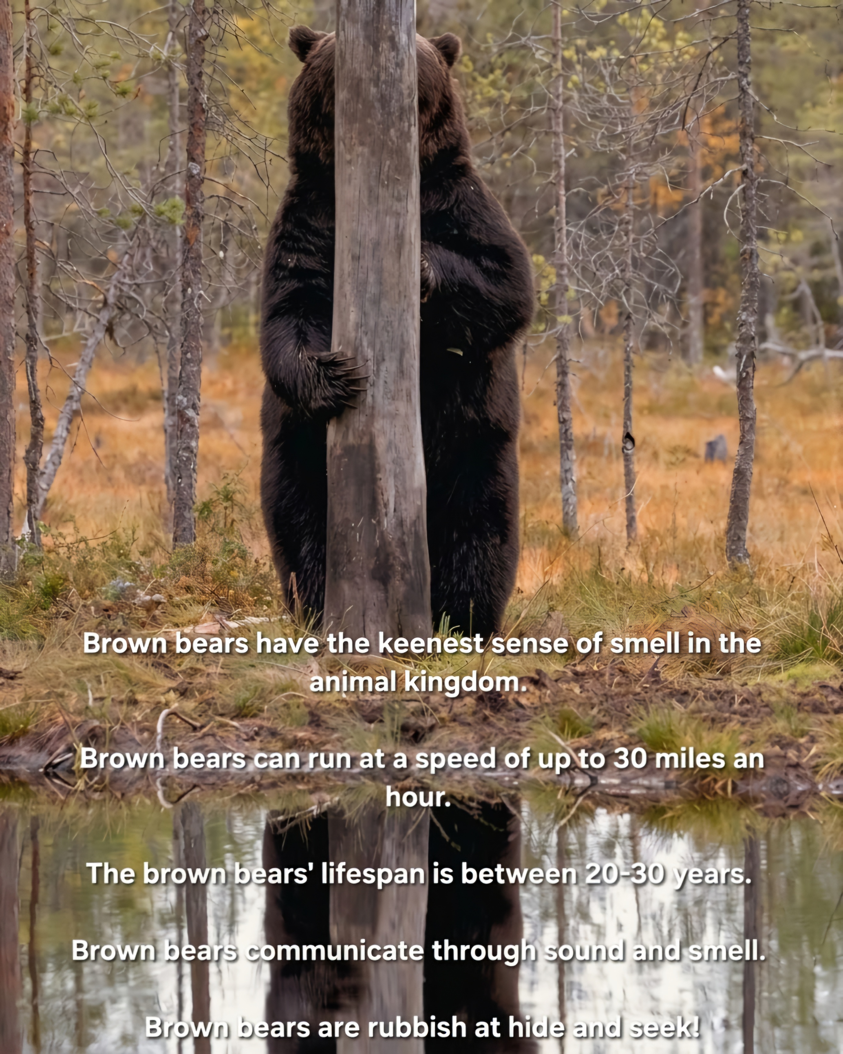 Bear.jpg