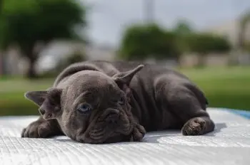 Dog Names Beginning With D: Ideas for Your Pup