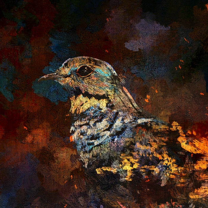 https://i.ibb.co/N6SBBZHb/Cover.jpg