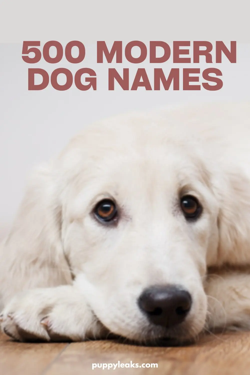 Choosing the Ideal Name for Your New Dog: 500 Modern Options