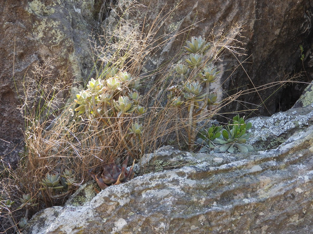 tomentosa