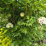 peony tree1