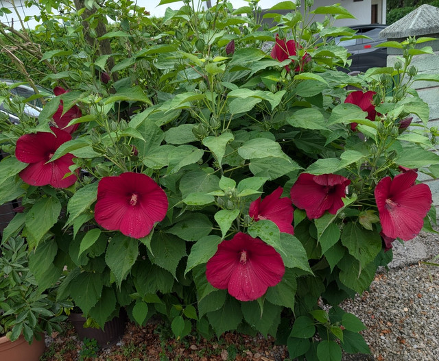 Dark red (2)