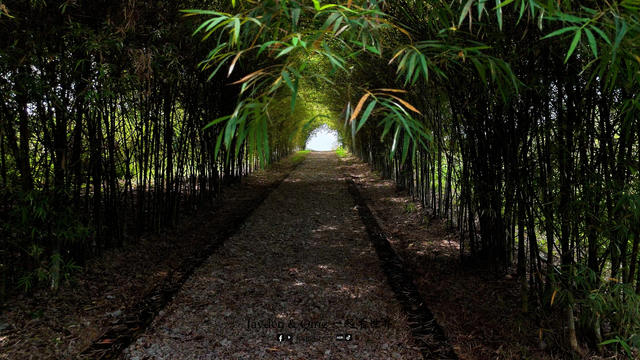 Bamboo Walk5.png