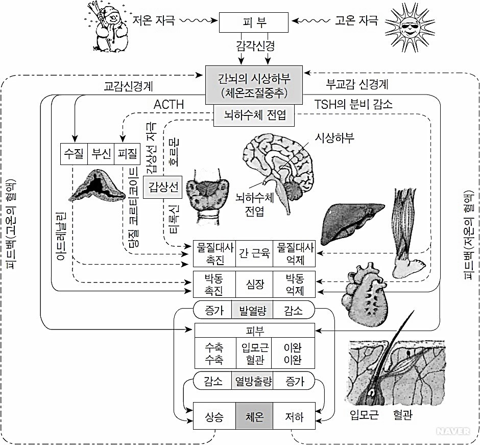 체온조절