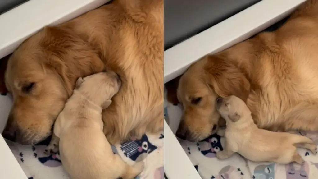 Mama Golden Retriever's Tiny Baby Snuggles Up