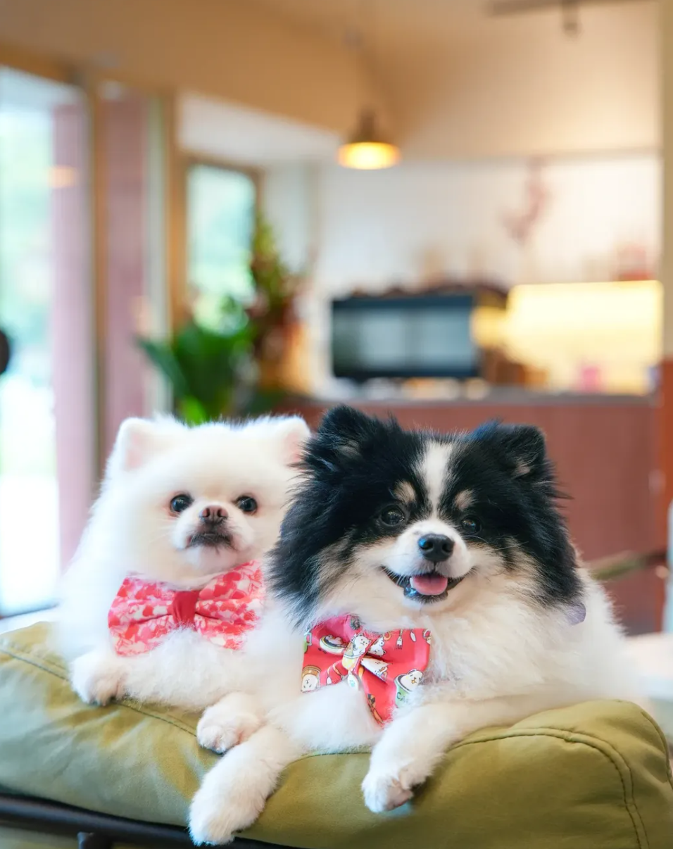 Cute dog at Lyfe Cafe