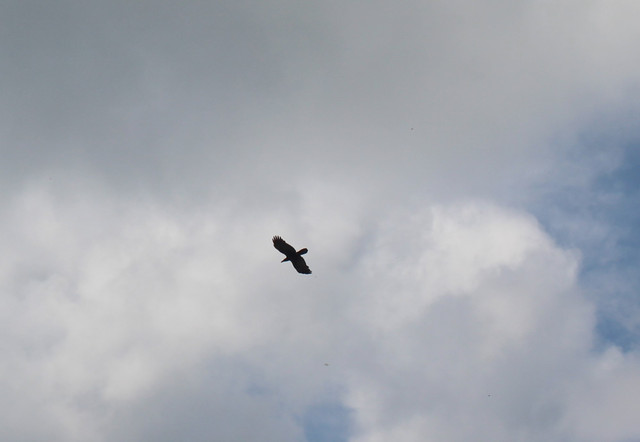 IMG-4134.jpg