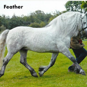 Fred-1-Feather