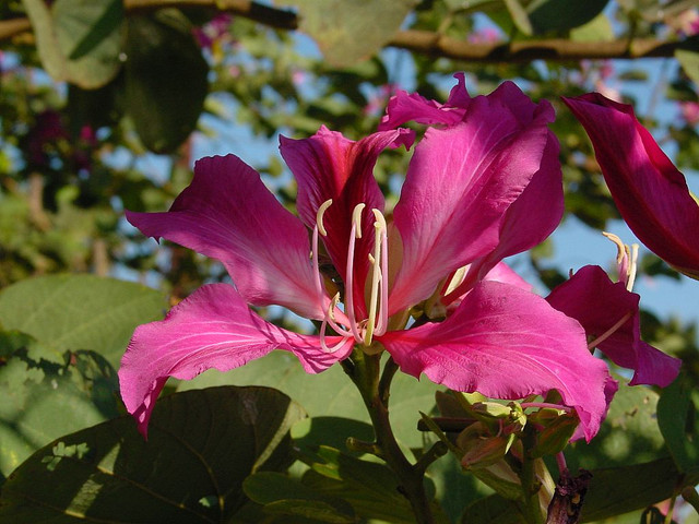 Bauhinia