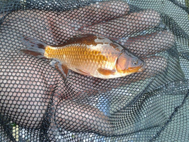 Fish1