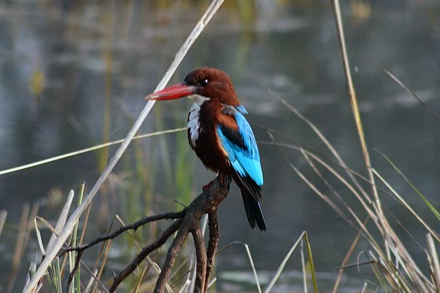 Bharatpur Bird Sanctuary.webp