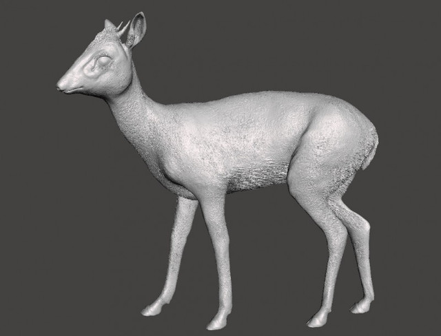 Kirksdikdik01
