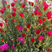 IMG-8125