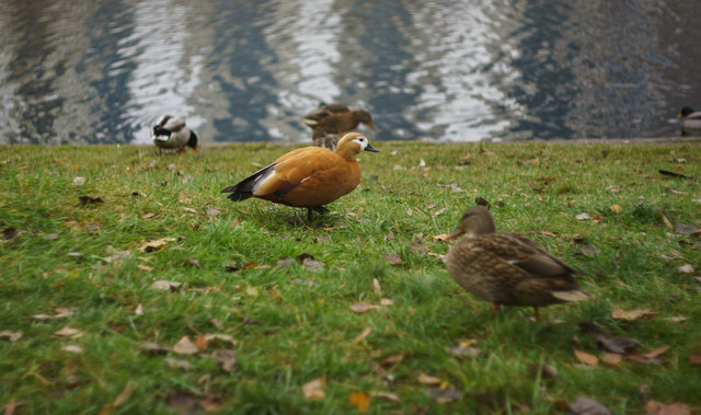 DSC02615.jpg