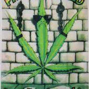 marajuana 67