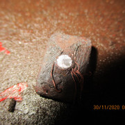 IMG-2370