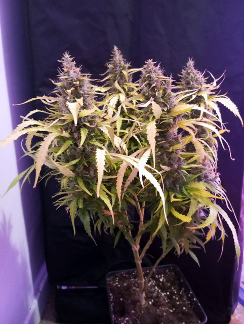 nc2