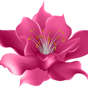 Pink-Flower-Transparent-Clip-Art-Image