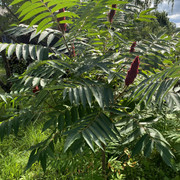 IMG-1546