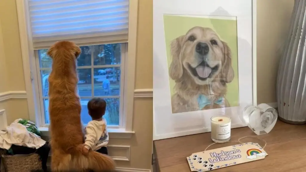 A Beloved Dog's Memory Lives On Through a Special Window