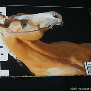 IMG-7752