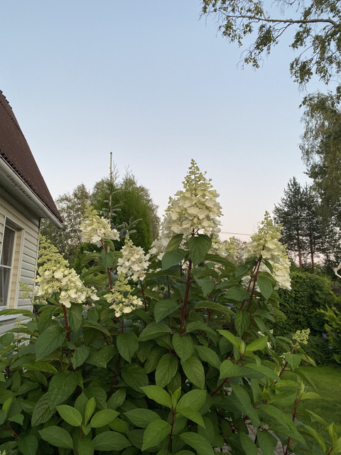 IMG-3143