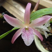 dendrobium Nikkou