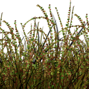 herbes