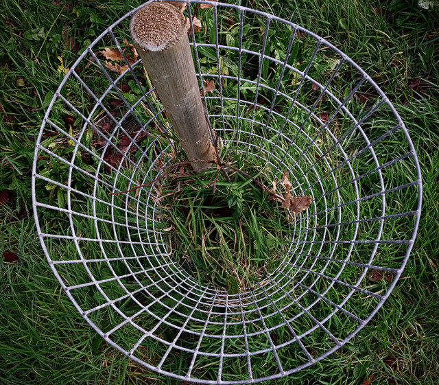 IMGP8910.jpg