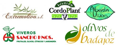 Olive nurseries, buy olive plant, buy olive trees, seedlings, olive plant producers, sale of olive trees