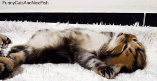 TBf5.gif