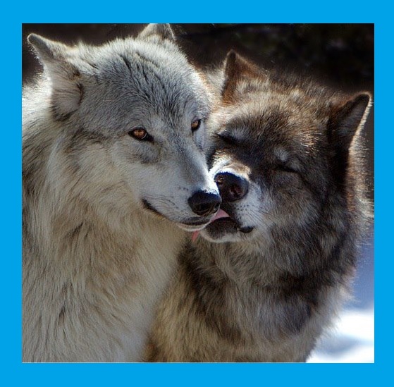 wolf.jpg