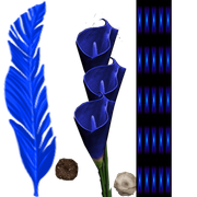 planta-2